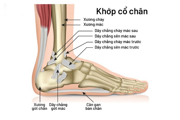 Cấu tạo vùng cổ chân